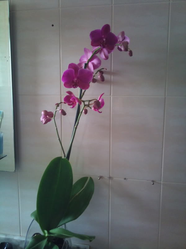 plantaconflor.jpg