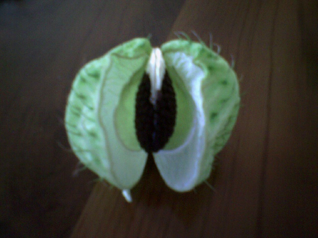 plantadesc3.jpg