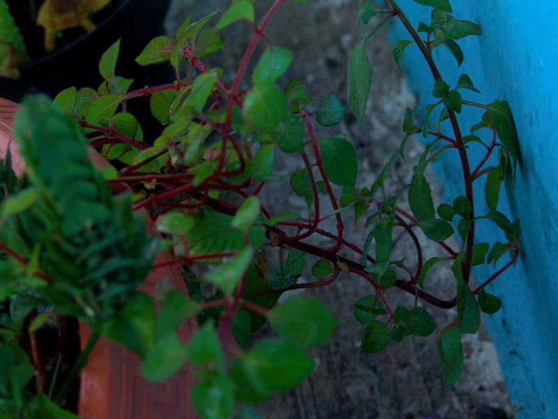 plantadesconocida-pero-con-tallos-rojos.jpg