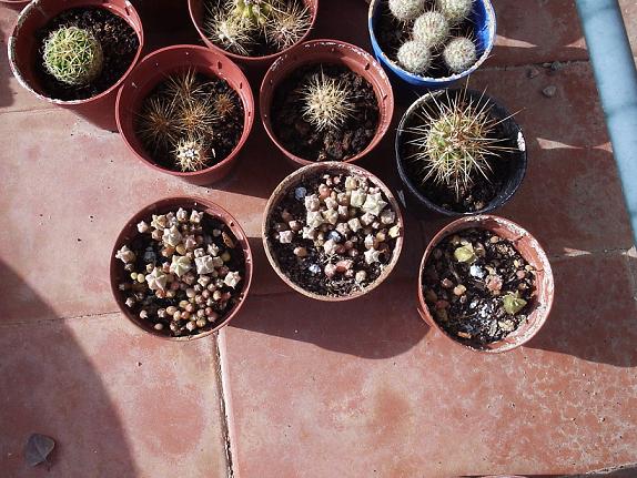 plantados_a_mediados_de_verano.JPG