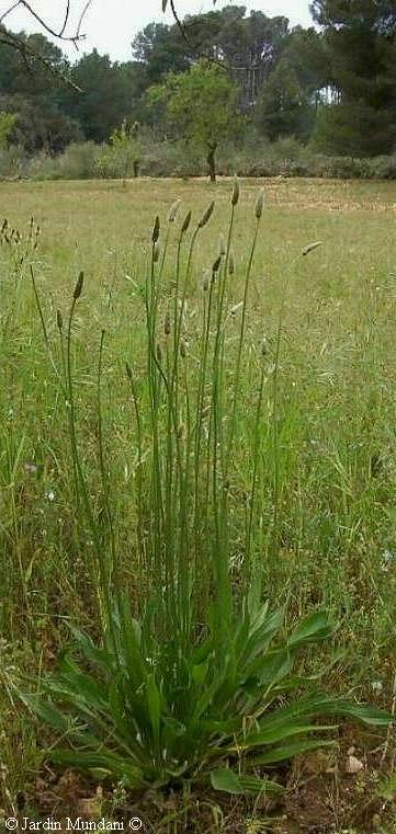 plantago lanceolata.jpg