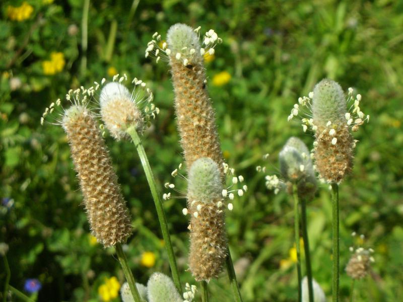 Plantago_lagopus-Pie_de_Liebre-DSCN6806.JPG