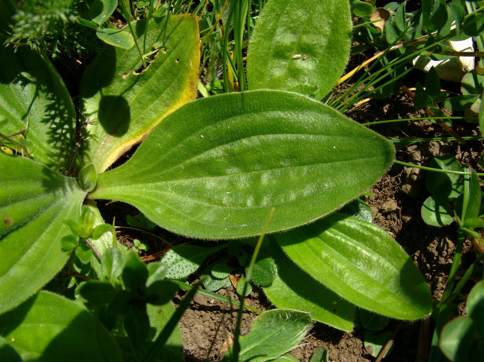 Plantago_media_CH_2.jpg