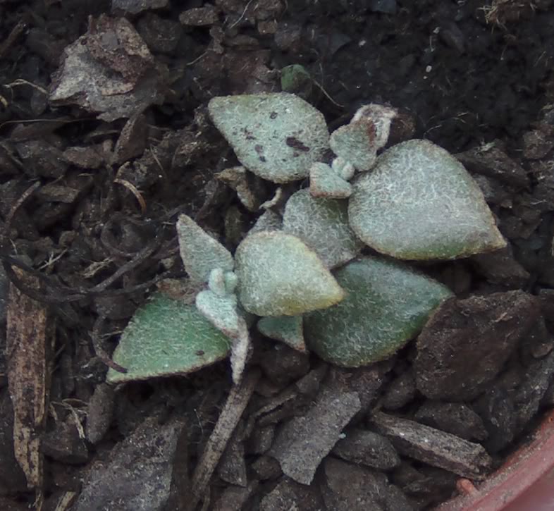 plantahojitaspeludas.jpg