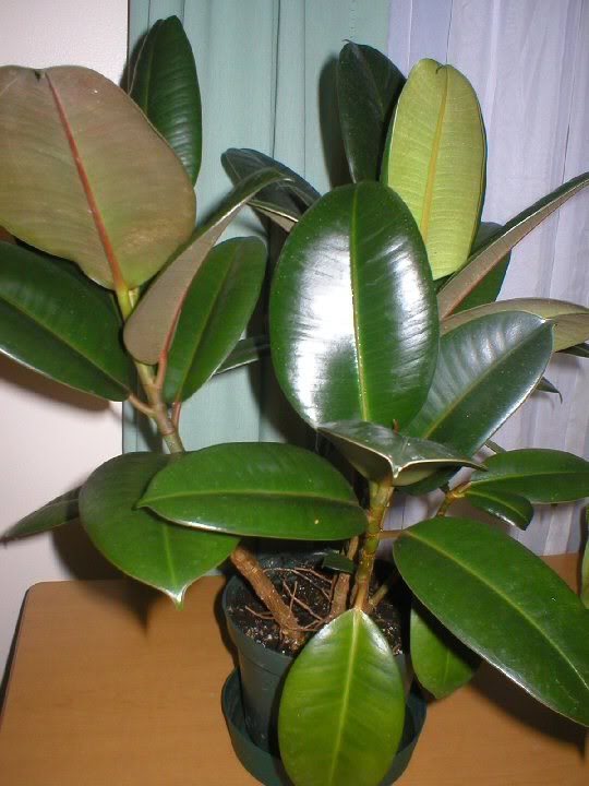plantajuan.jpg