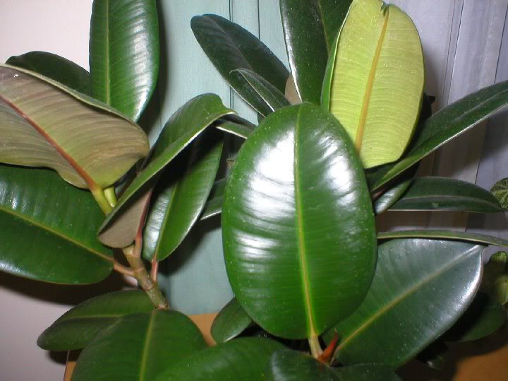 plantajuan1.jpg