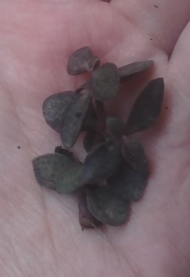 plantamorada.jpg