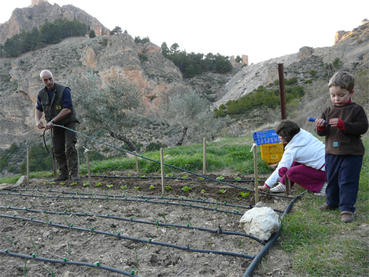 plantando-cogollos.jpg