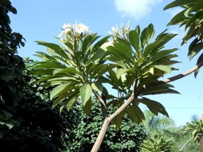 PlantaPlumeria.jpg