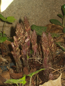plantaroja.jpg