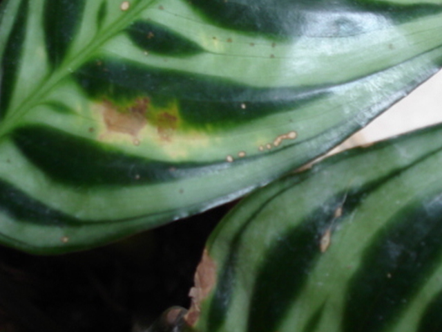 plantas 014.jpg