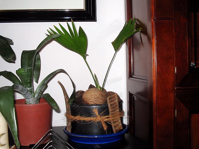 Plantas 018.jpg