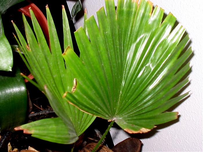 Plantas 020.jpg