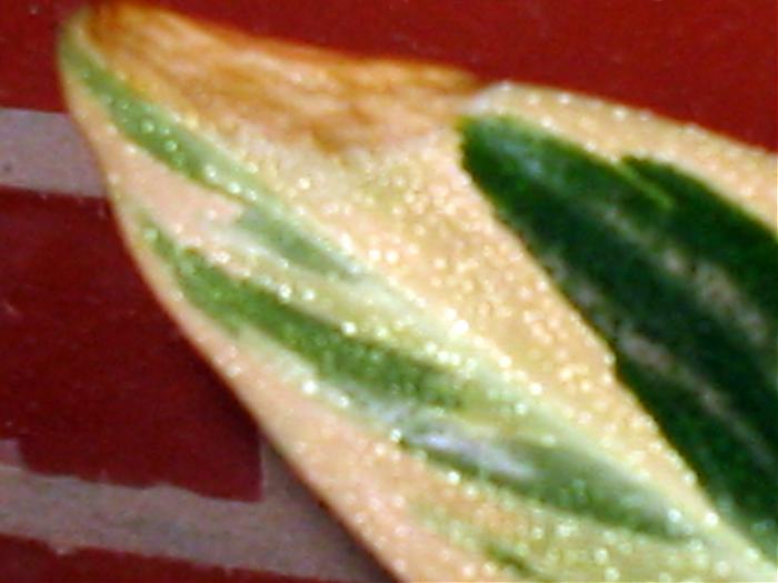 Plantas 021.jpg