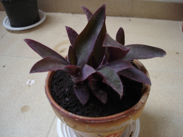 plantas 042.jpg