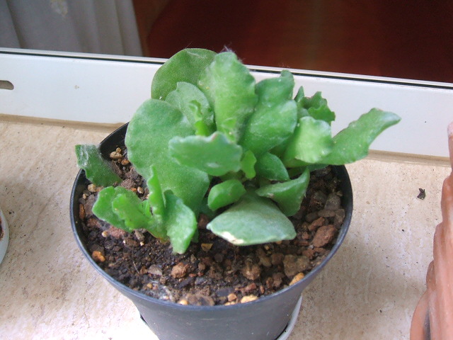 plantas 059.jpg