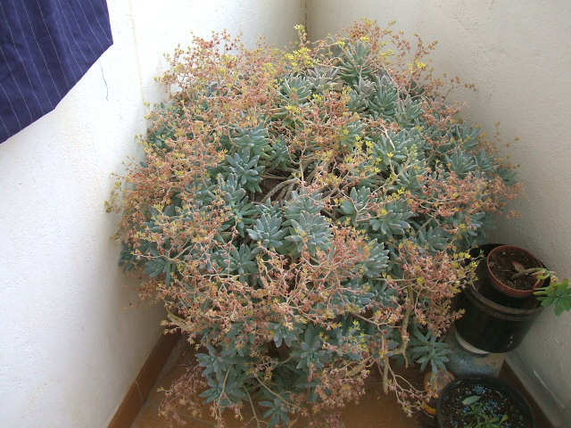 plantas 061.jpg