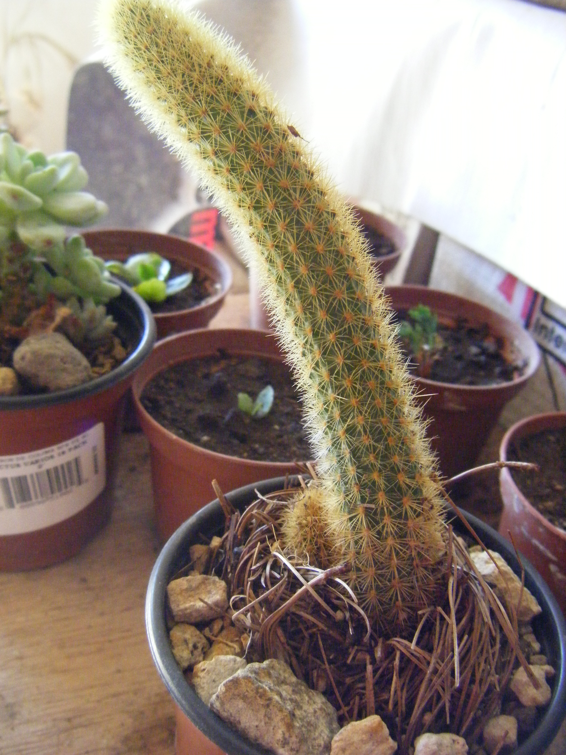 Plantas%20011.jpg