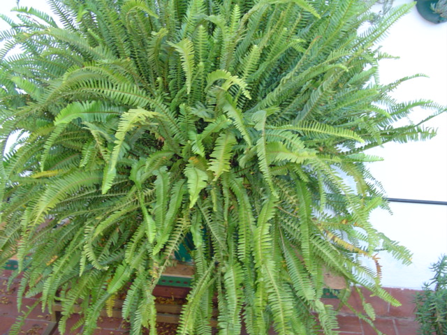 plantas%20062%7E0.jpg