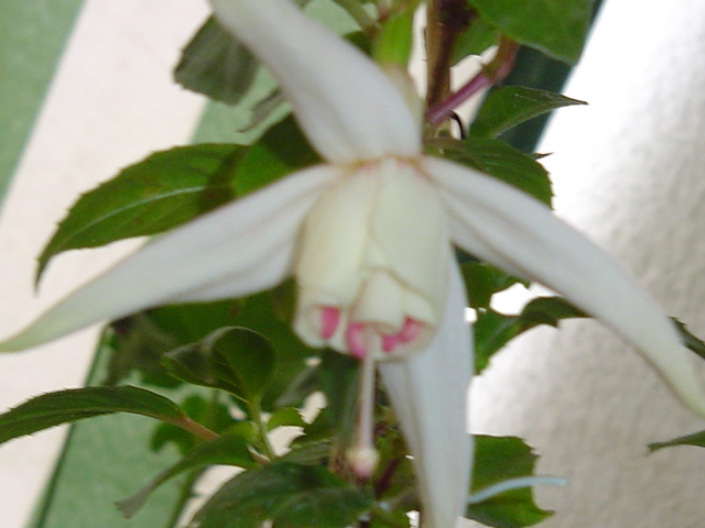 plantas%20094.jpg