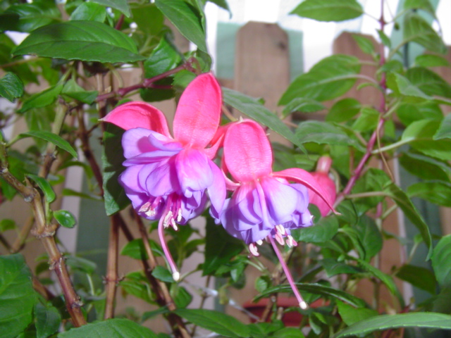 plantas%20104.jpg