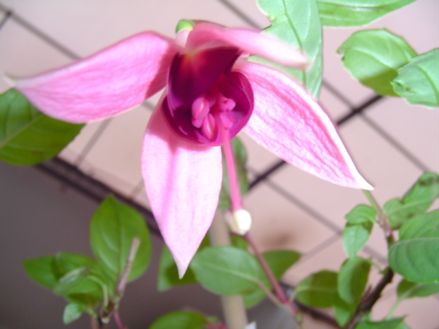 plantas%20105.jpg