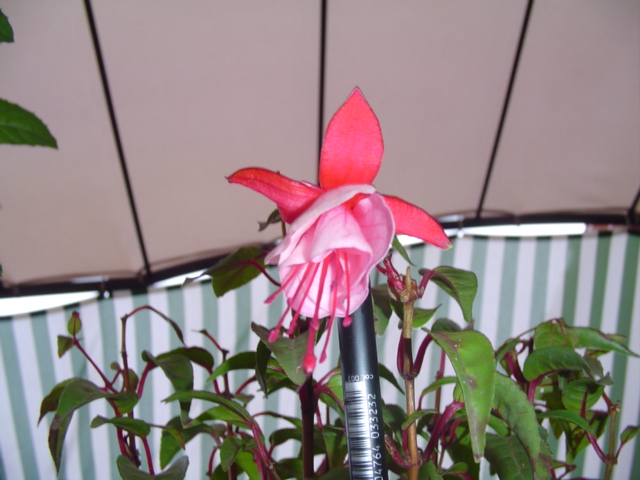 plantas%20106.jpg