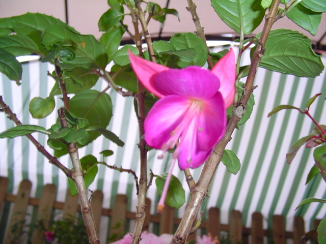 plantas%20107.jpg