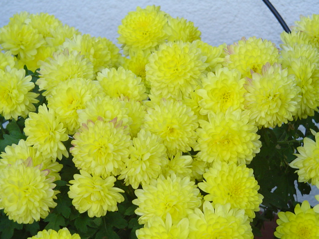 plantas%20128.jpg