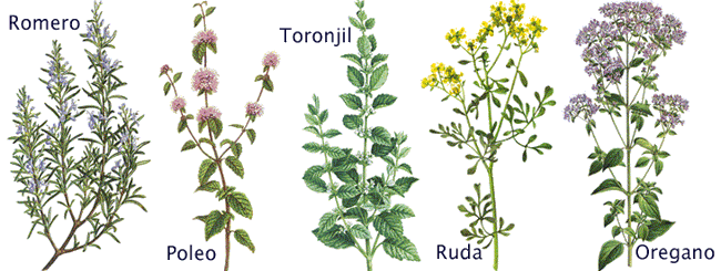 plantas%20aromaticas%20de%20verdisimo.gif