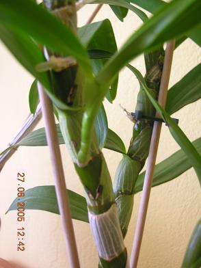 plantas%20kfhafjkl%20012.JPG