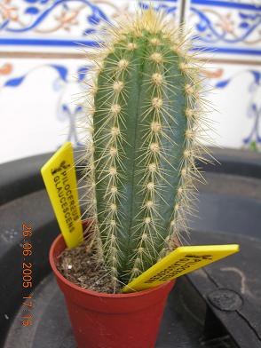 plantas%20kfhafjkl%20014.JPG