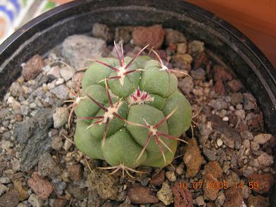 plantas%20kfhafjkl%20017.JPG