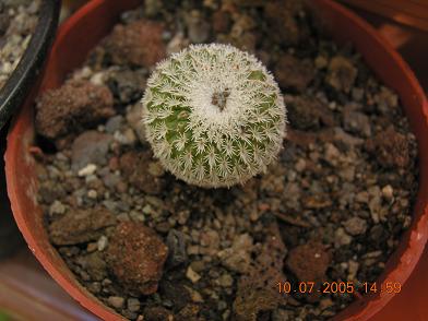plantas%20kfhafjkl%20021.JPG