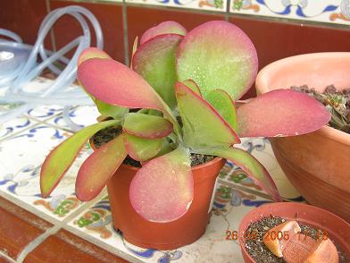 plantas%20kfhafjkl%20029.JPG