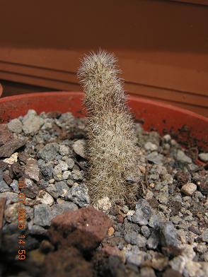 plantas%20kfhafjkl%20033.JPG
