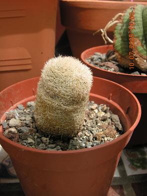 plantas%20kfhafjkl%20034.JPG