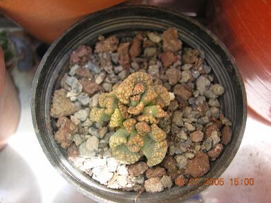 plantas%20kfhafjkl%20041.JPG