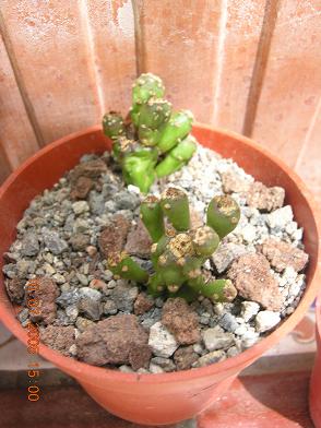 plantas%20kfhafjkl%20044.JPG