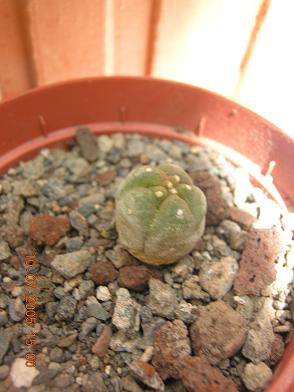 plantas%20kfhafjkl%20045.JPG