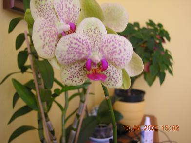 plantas%20kfhafjkl%20052.JPG