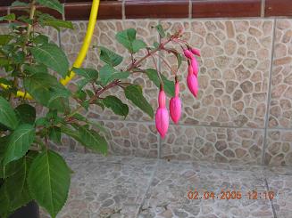 plantas%20patio%202%20006.jpg