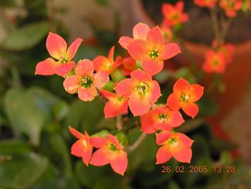 plantas%20patio%202%20028.jpg