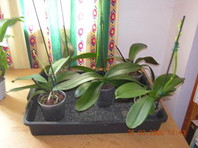 plantas%20patio%202%20154.JPG