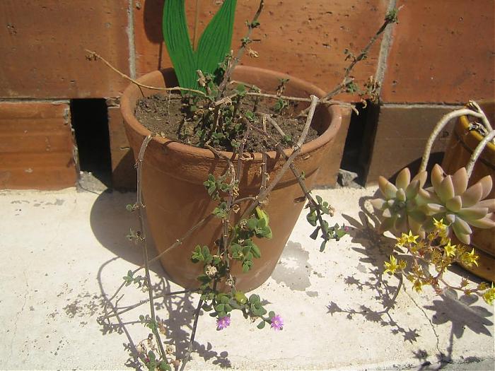 Plantas 24-04-07 014.jpg