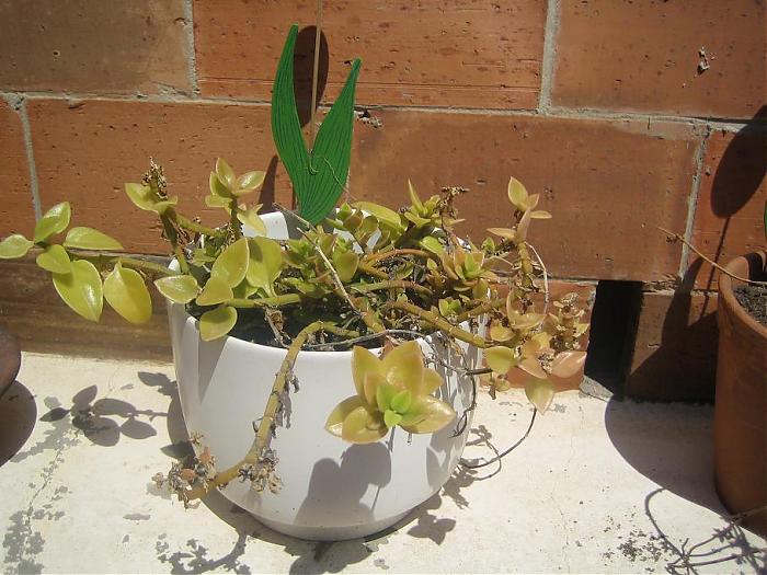 Plantas 24-04-07 018.jpg