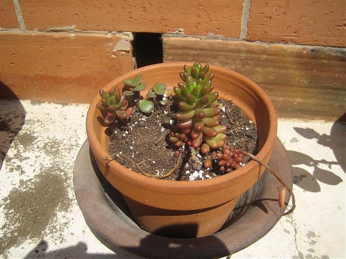Plantas 24-04-07 020.jpg