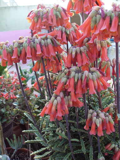 Plantas%252520enero%25252011%252520029.jpg