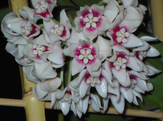 plantas+271.jpg