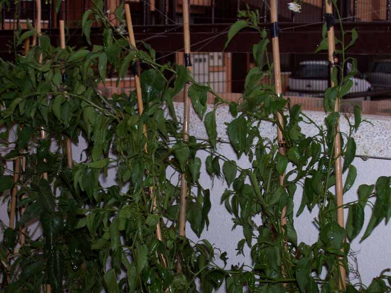 plantas%7E0.jpg